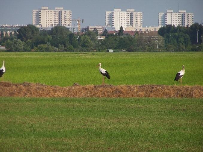 Agroturismo Cascina Battivacco Milán